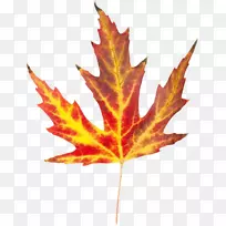 秋叶彩色剪贴画