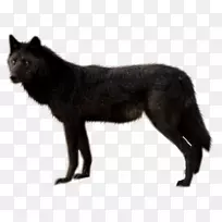 狗黑狼夹艺术狗