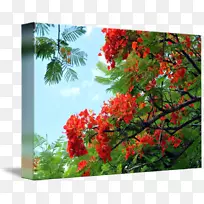 夏威夷皇家红豆杉天然花卉树