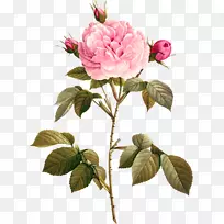 花园玫瑰，纸画，摄影，墙纸.玫瑰