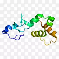蛋白p53 rffl基因泛素连接酶