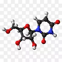 腺苷一磷酸核苷酸三磷酸腺苷二磷酸尿嘧啶