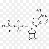 腺苷一磷酸腺苷三磷酸腺苷二磷酸核糖核苷酸