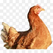鸡腿鸡电池笼食品家禽养殖-鸡蛋