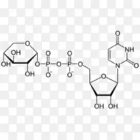尿苷三磷酸尿苷二磷酸葡萄糖三磷酸腺苷