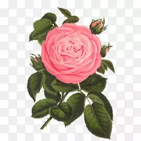 花卉设计，版画艺术，玫瑰花，复古印花-玫瑰