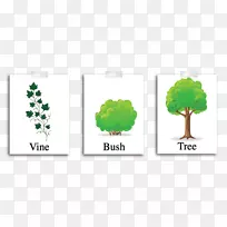 乔木，茎，叶，灌木