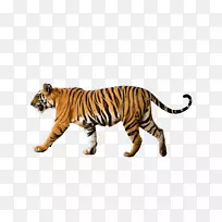 孟加拉虎全球自然基金会西伯利亚虎苏门答腊虎世界自然基金会-印度