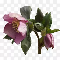 尼日尔花园玫瑰植物-植物