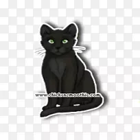 科拉特小猫家养短毛猫黑猫须-小猫