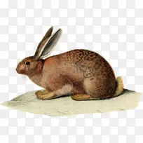 兔子复活节兔子欧洲野兔古董首饰-兔子