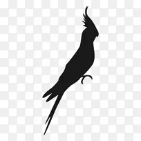 金刚鹦鹉鸟