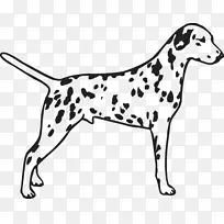 达尔马提亚犬狗犬繁殖种族