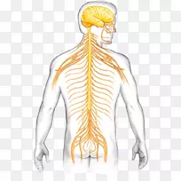 脊椎动物中枢神经系统神经元脊柱-脑