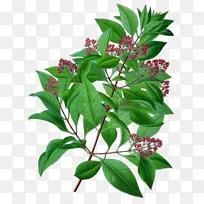 印度檀香树药-树