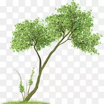 纸树素描