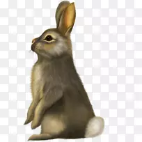兔YouTube剪贴画-兔子
