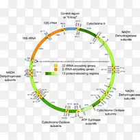 人类基因组计划线粒体dna人类线粒体遗传学