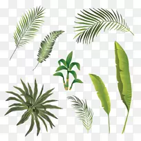 热带叶植物茎-叶