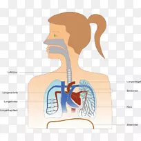 肺人体呼吸气管肩鼻