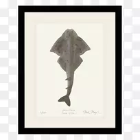 安杰鲨鱼尼克梅耶艺术有限公司大西洋鱼类-鲨鱼