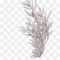 灌木雪树松树-雪