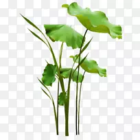 切花叶蔬菜花盆植物茎叶