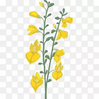 植物茎摄影剪贴画-山谷百合花