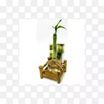 吉祥竹室内植物花瓶常绿竹