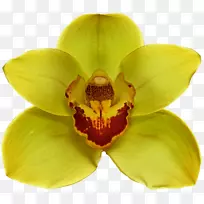 飞蛾花黄花