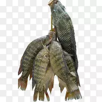 尼罗河罗非鱼养殖食用鱼