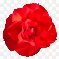花园玫瑰，蜈蚣，玫瑰，花，红色剪贴画-花