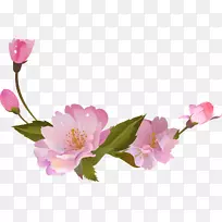 花卉设计，切花，春花，蔷薇科-樱花