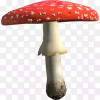 蘑菇、马氏菌、食品真菌-蘑菇