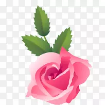 花园玫瑰，蜈蚣玫瑰，还有生命：粉红色的玫瑰，狗-玫瑰，花-花。