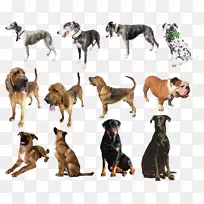 犬种拉布拉多猎犬杂交犬家族孙子