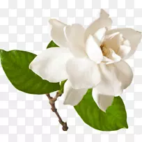 海角茉莉花砧木摄影栀子花切花艺术