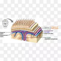 蛛网膜脑膜硬脑膜蛛网膜肉芽-脑