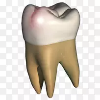 人类牙齿解剖智人下颌
