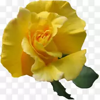 花园玫瑰黄花桌面壁纸-花