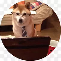 希巴因努犬繁殖西伯利亚哈士奇阿拉斯加克莱凯小狗-小狗