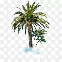 槟榔科树，棕榈枝，蓝云杉，沙巴棕榈树