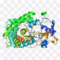 酶化学反应活化能催化细胞色素