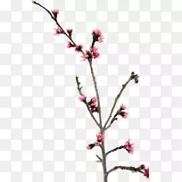 小枝花桃树茎夹艺术-桃