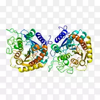羧肽酶蛋白酶水解-酶