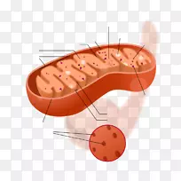 线粒体细胞质细胞生物学线粒体dna