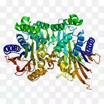 Tasp1蛋白基因酶蛋白酶-酶