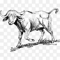 美洲野牛非洲野牛绘画剪贴画