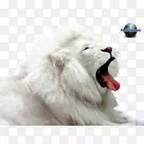 白狮豹美洲狮