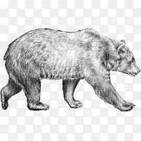 棕熊画灰熊素描熊